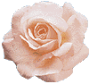 rose12.gif